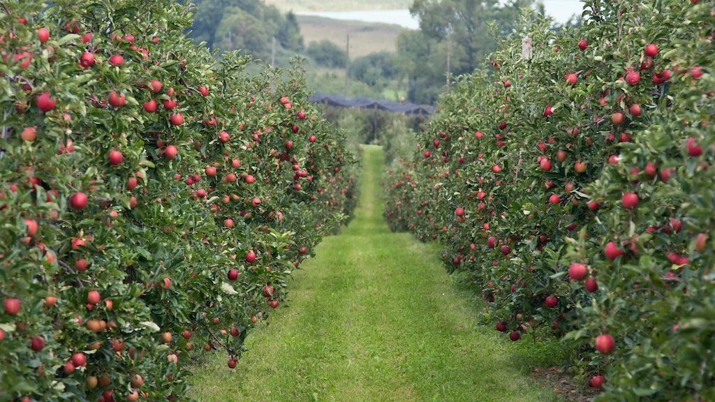 hillndale-orchards-thevine-producer