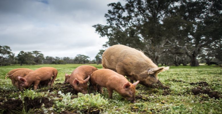 greenvale-farm-thevine-producer